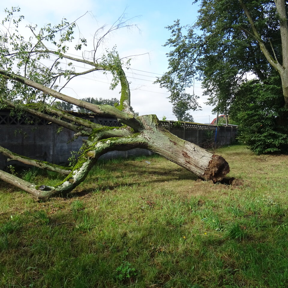 DSC03091.JPG - bojman8