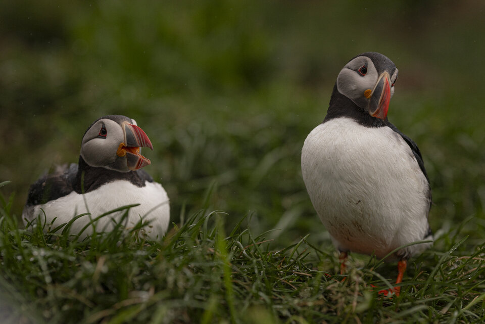 OLA_4819.jpeg - BoskiRafaello