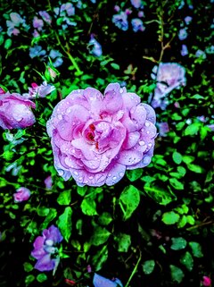 IMG_20240602_135453~3.jpg