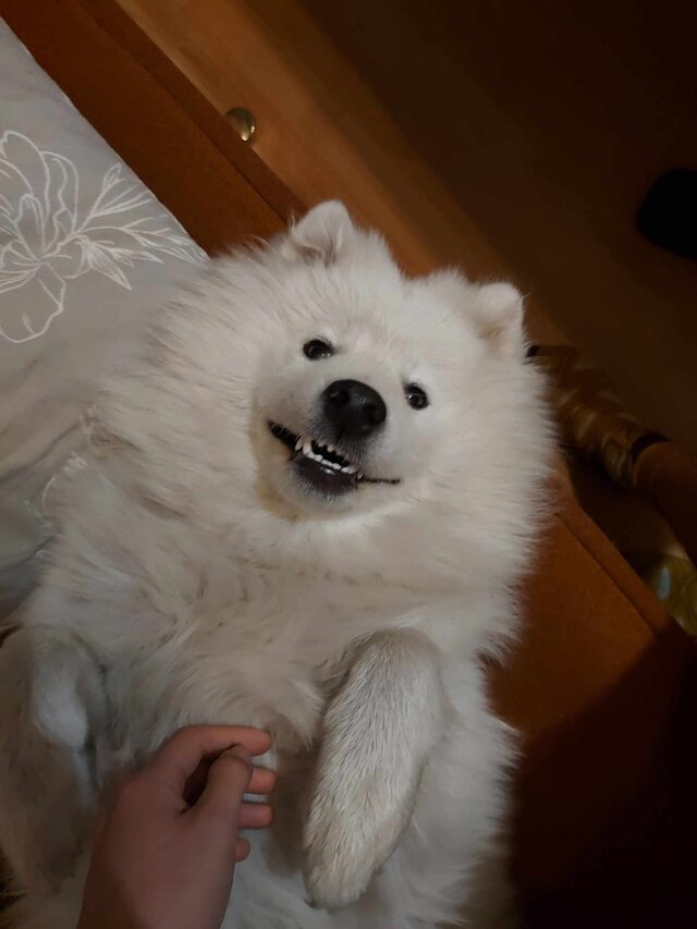 puszysta_pani_krakow