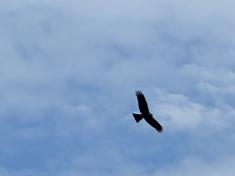 IMG_7179.jpeg - MasterOfDisaster1980