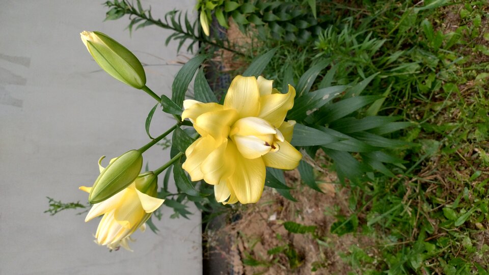 1000001435.jpg - Geralt197