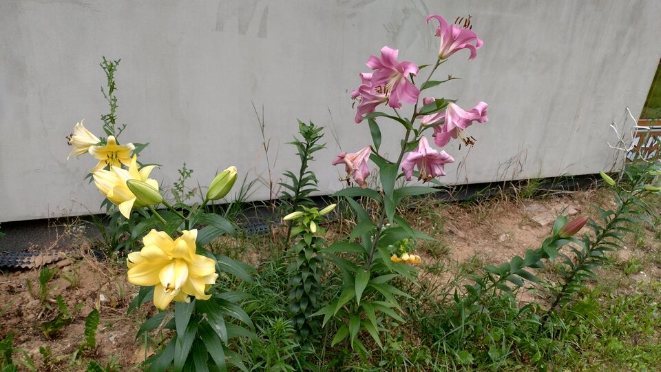 1000001434.jpg - Geralt197