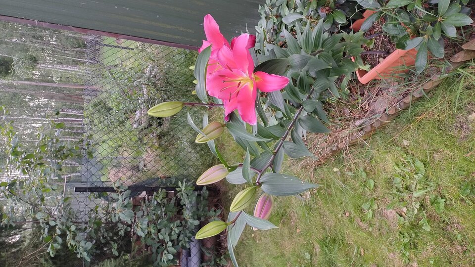 1000001441.jpg - Geralt197