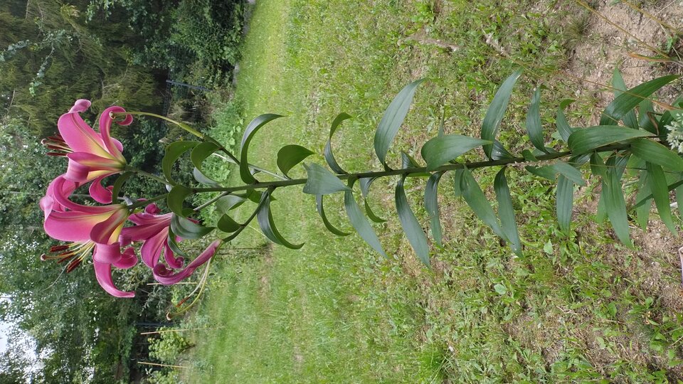 1000001437.jpg - Geralt197