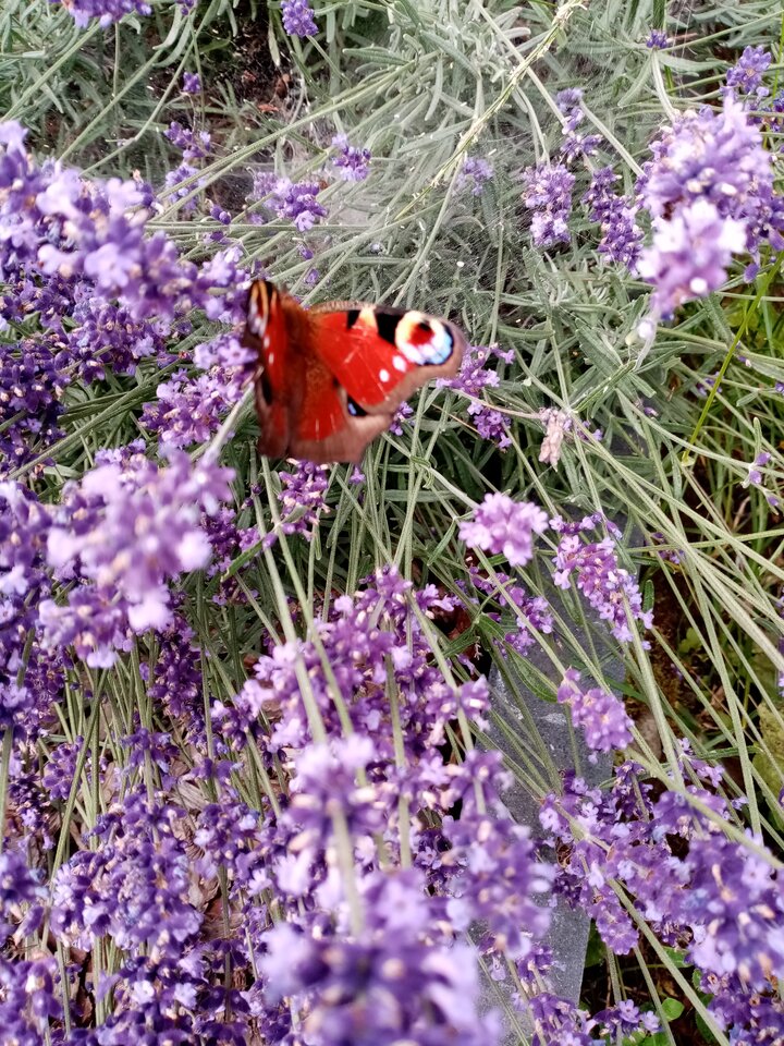 IMG_20240630_104916.jpg - Gloves54