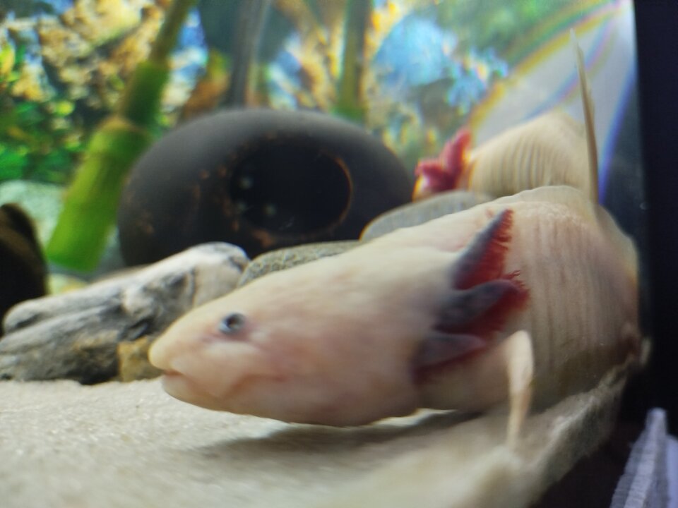 IMG_20240718_210006.jpg - gosc3242