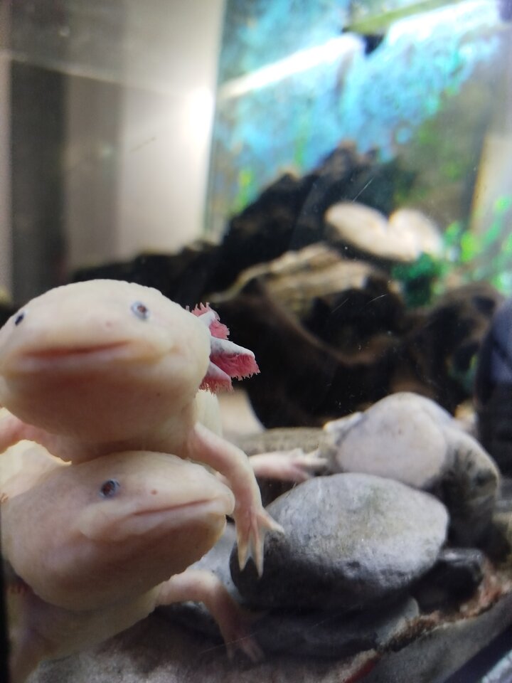 IMG_20240718_205542.jpg - gosc3242