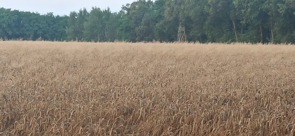 IMG_20240720_050652.jpg - Ps12cm