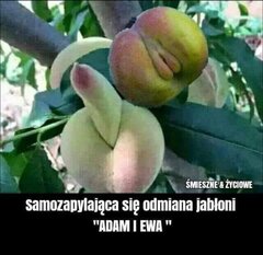 Zdjęcie z internetu