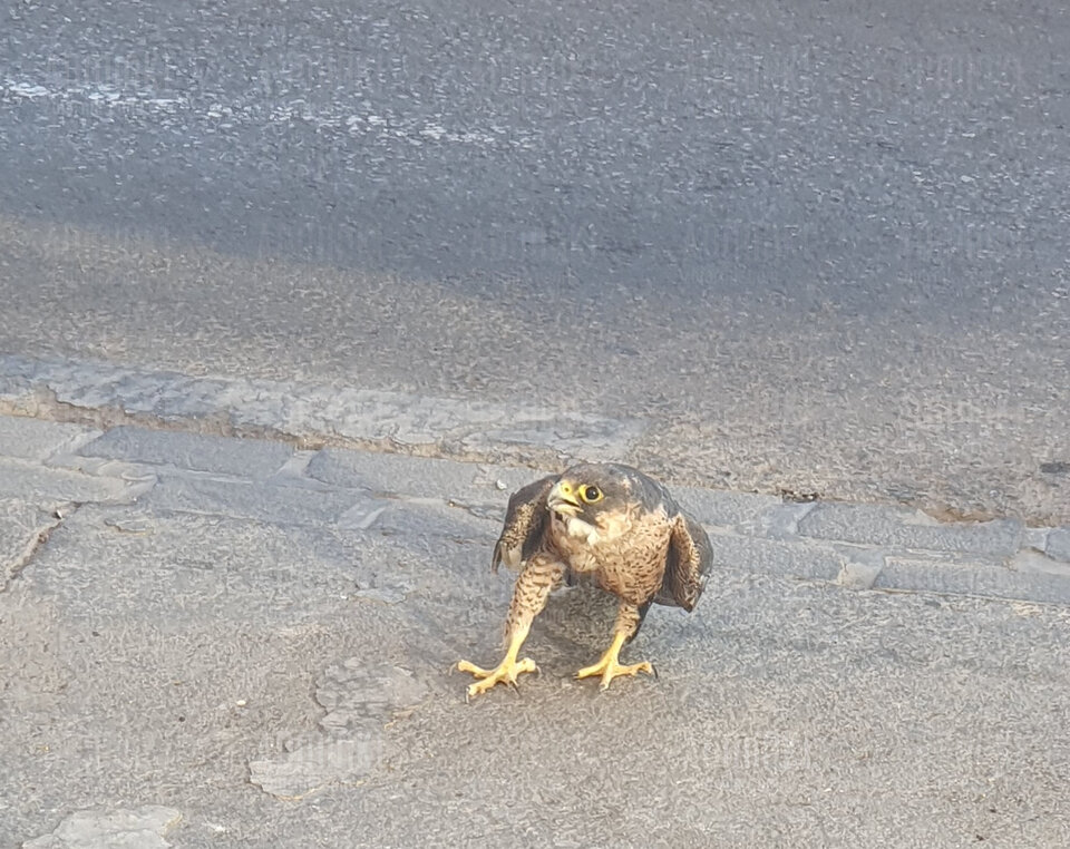 Uratowany wylądowałem przed naszą  pracą ❤️❤️❤️ - Adminki