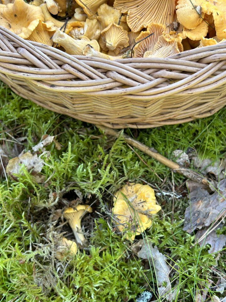 IMG_3573.jpeg - NaturystaXXX