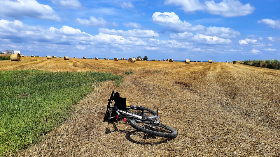 1000039340.jpg - toxict