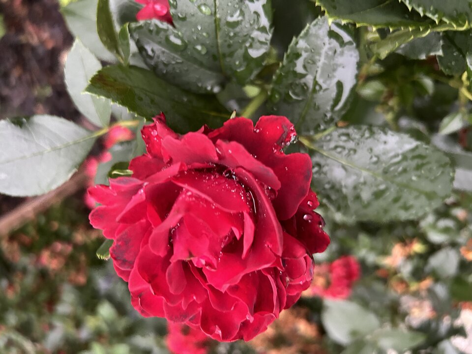 IMG_3557.jpeg - NaturystaXXX