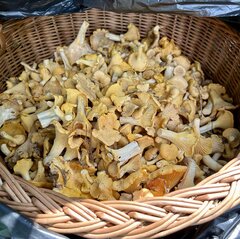 IMG_3617.jpeg