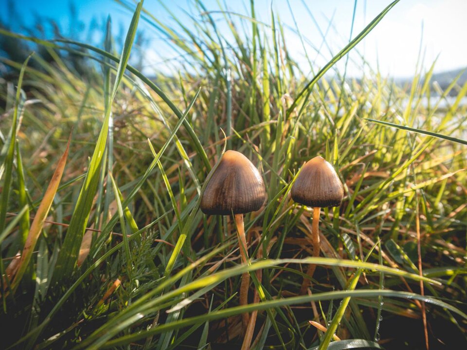 FOUR_THREE_1280.jpeg - Rimming___fan