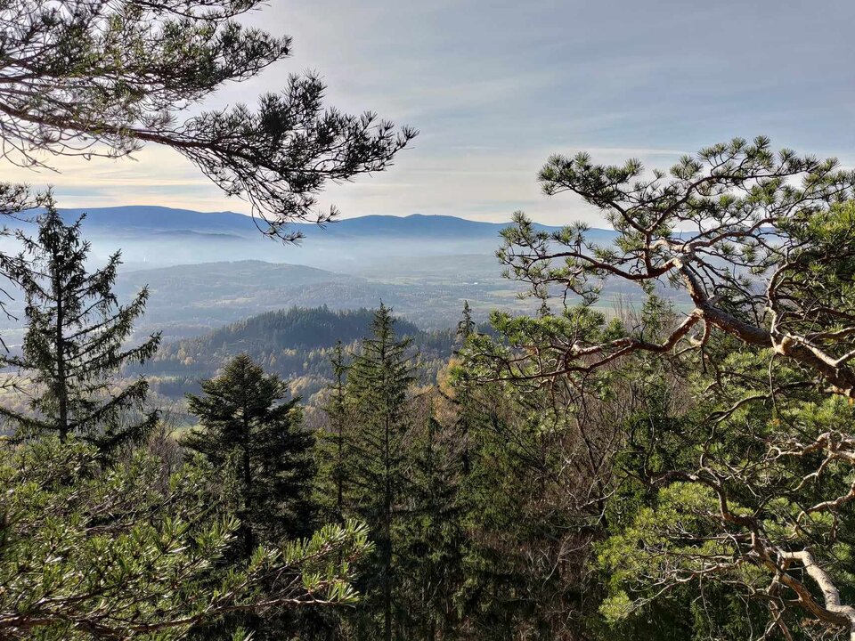 452518861_1192749028669711_3824962747752585954_n.jpg - butterflyion