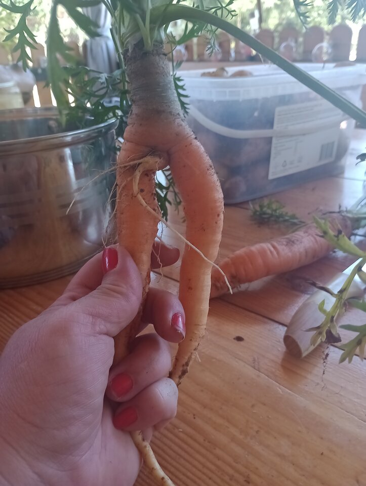 IMG_20240731_112819854_MFNR.jpg - mili3132