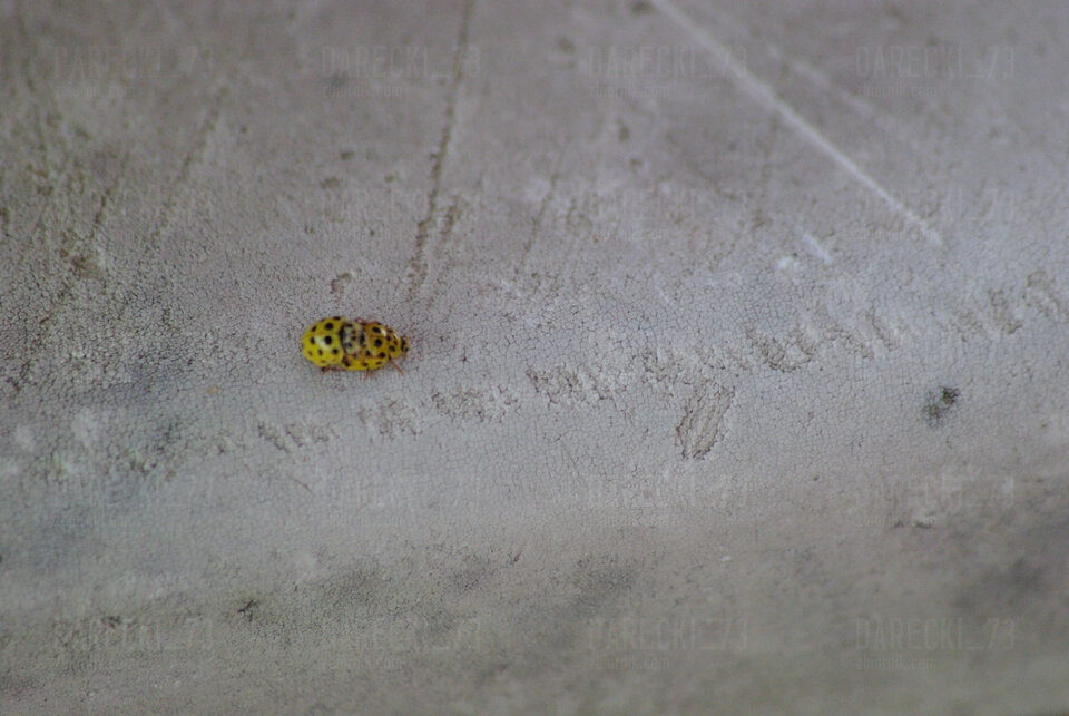 IMGP2073.JPG - Darecki_73