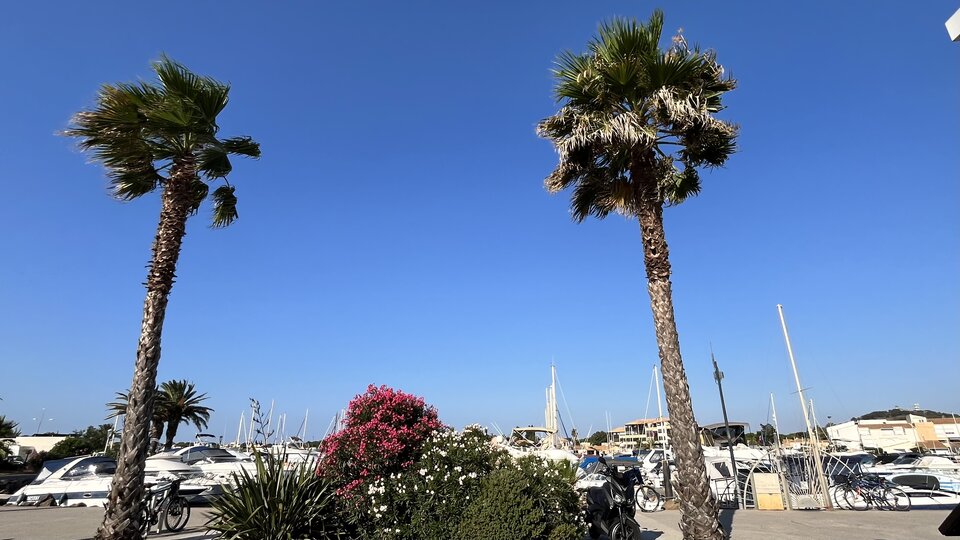 IMG_6581.jpeg - MarqisX