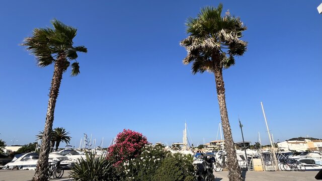 MarqisX