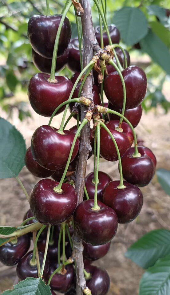 IMG_20240703_193501.jpg - Elliza