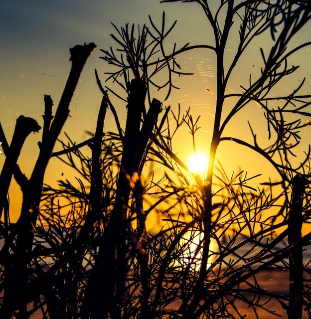 rga.jpg - ELEGANTWWA2024