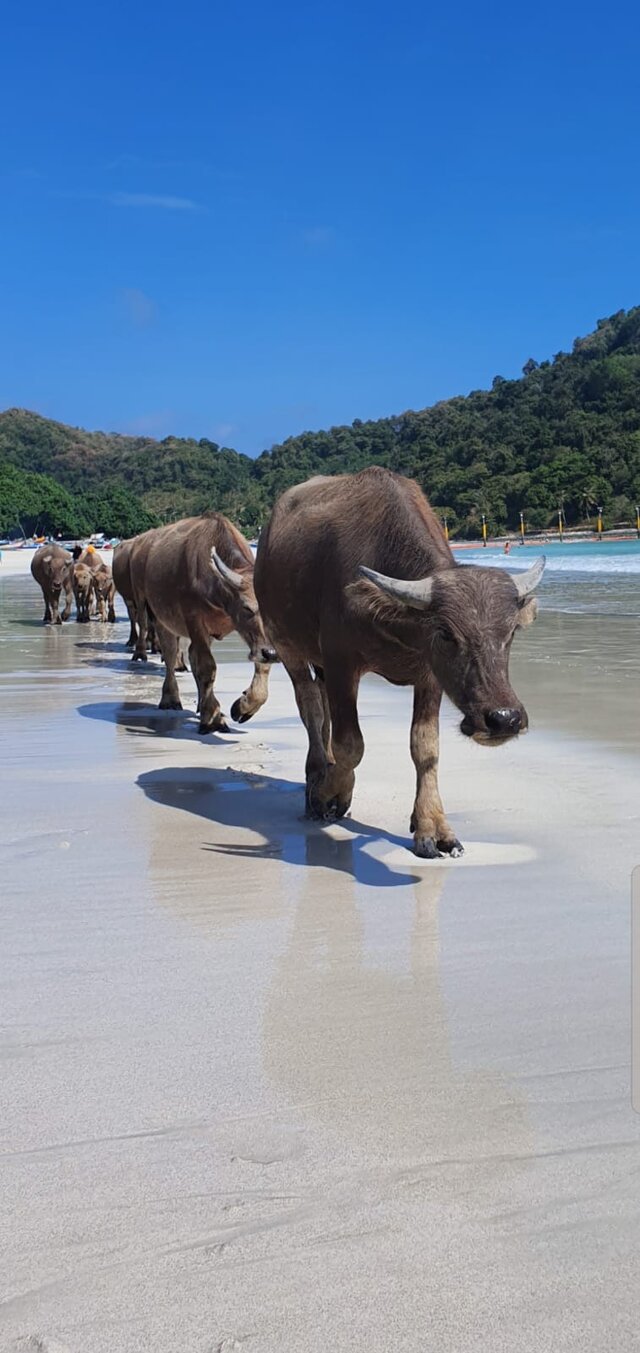 BestiaOn_CzarnulaOna