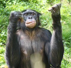 Bonobo3_CincinnatiZoo.jpg