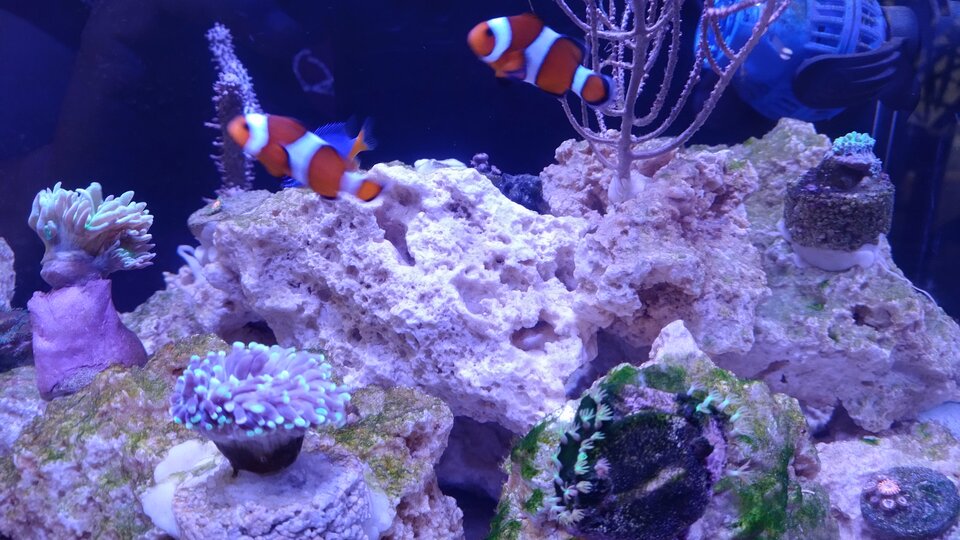 1000001785.jpg - Geralt197