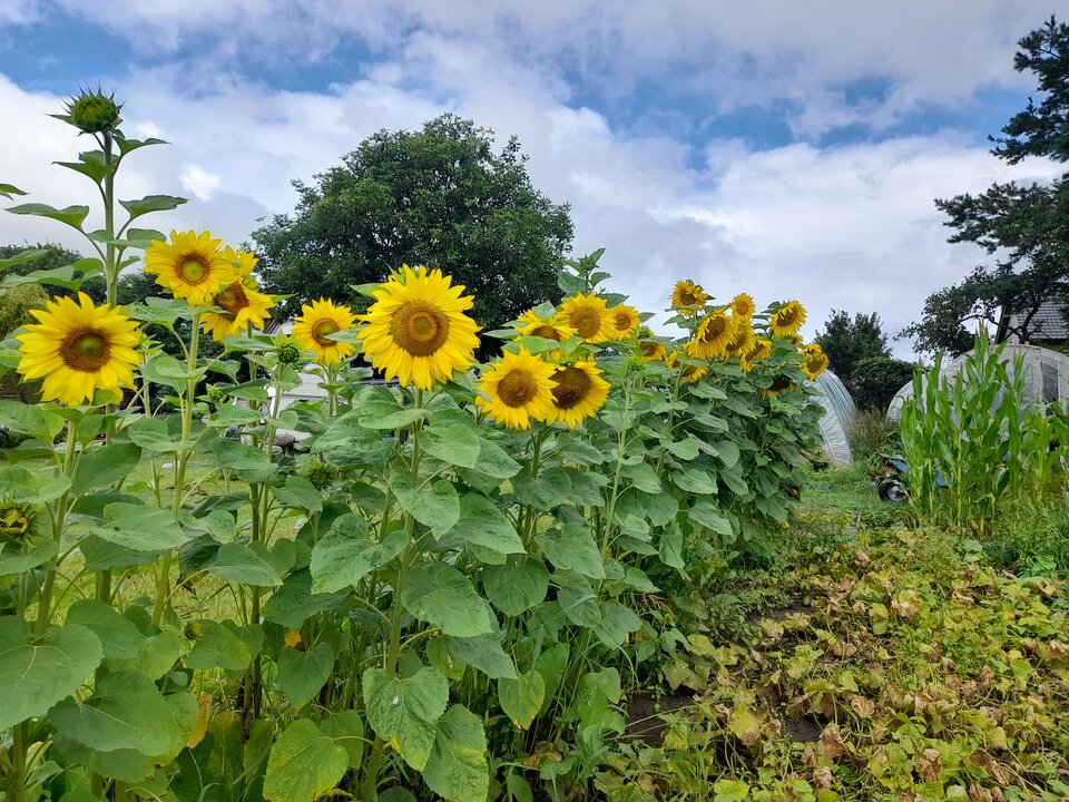 20240805_102759.jpg - loczek34