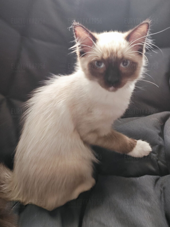 Moje maleństwo - Eurydyka2956