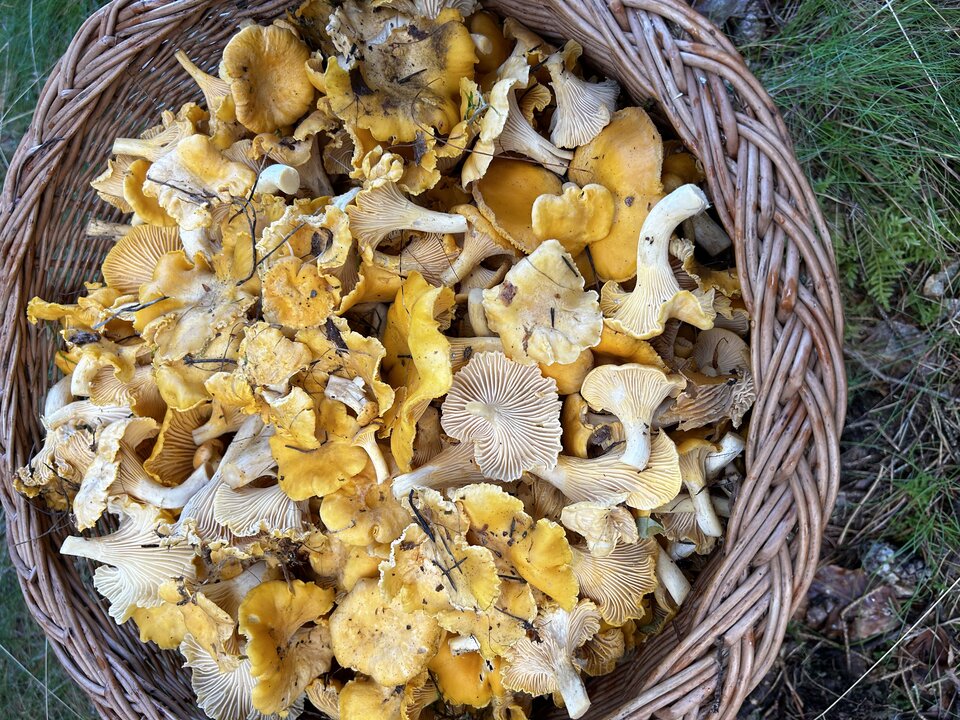 IMG_3950.jpeg - NaturystaXXX