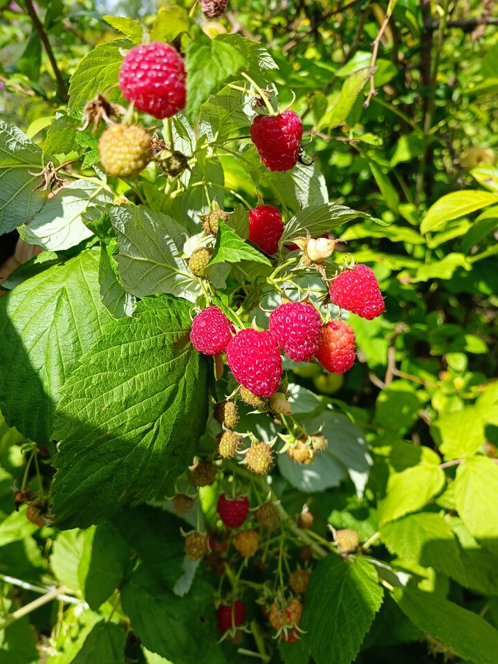 1000073617.jpg - Talisker10