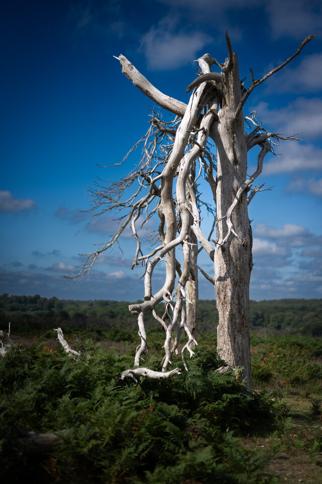 DSC_1994.jpg - U7h3r