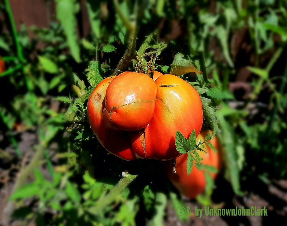 Tormato.jpg - UnknownJohnClark