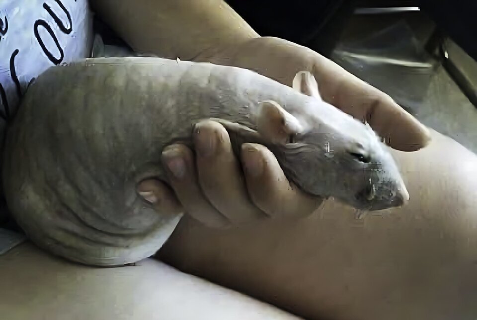 IMG_3599.jpeg - Maki5922