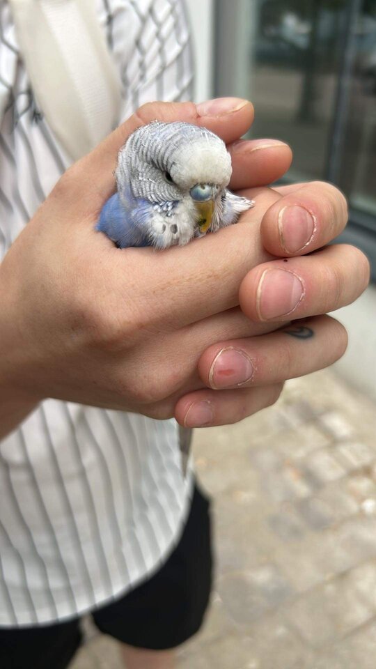 IMG_2159.jpeg - Bladyn13