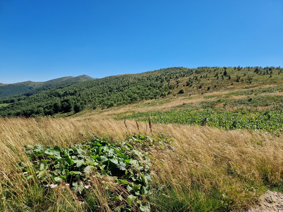 1000004557.jpg - Peter_44