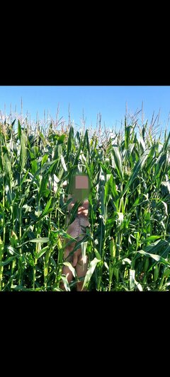 ❤️❤️❤️ ups dzik buszuje w polu  😈😈😈