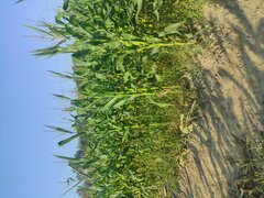 IMG_20240816_080713.jpg