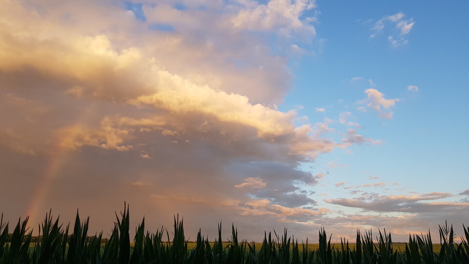 Co w Trawie PISZCZY  ? > - QRKIN