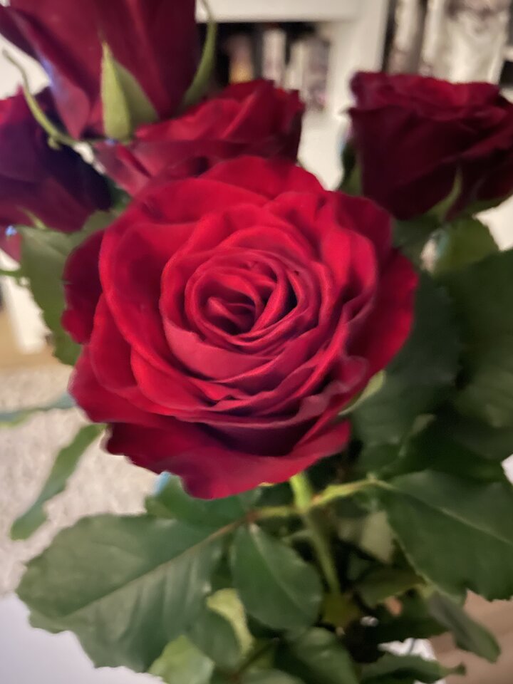 Róże z randki 🥰 - zielon00ka