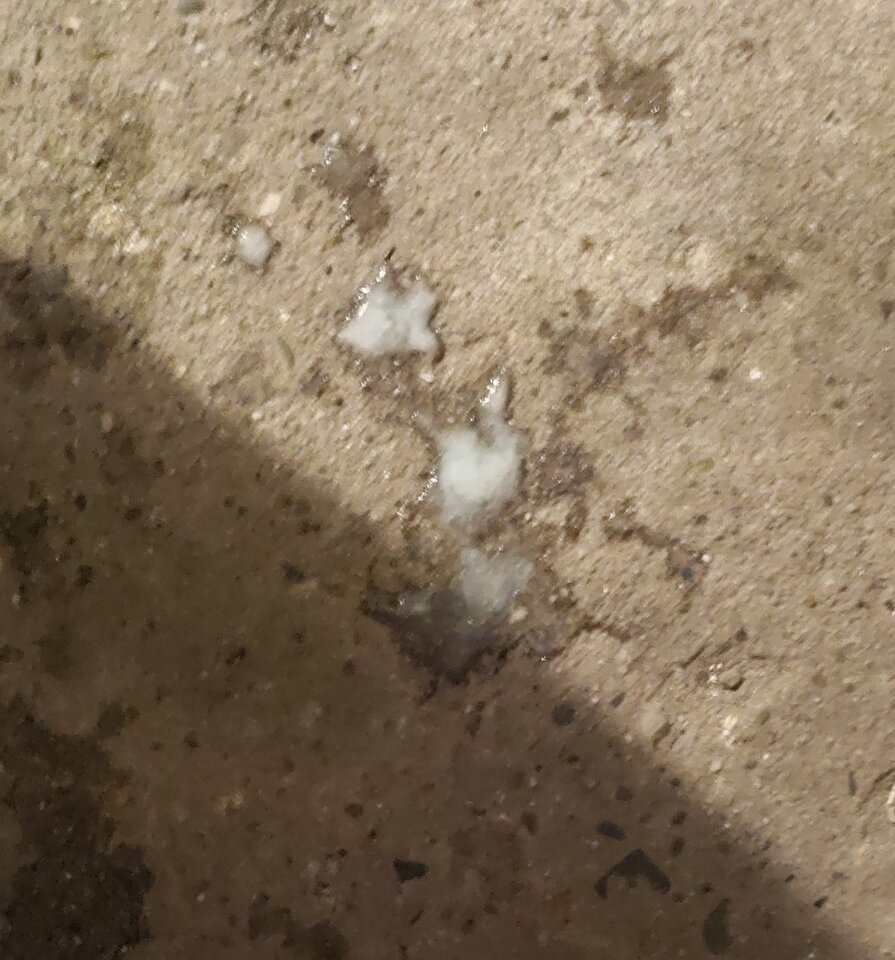 1000023265.jpg - dziobak_