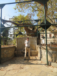 Kos - drzewo Hipokratesa (1).JPG