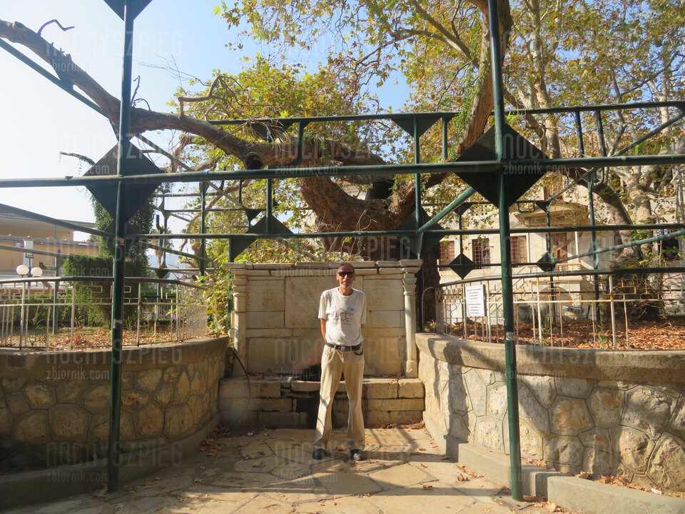 Kos - drzewo Hipokratesa (2).JPG - nocnyszpieg