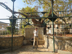 Kos - drzewo Hipokratesa (2).JPG