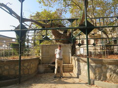 Kos - drzewo Hipokratesa (3).JPG