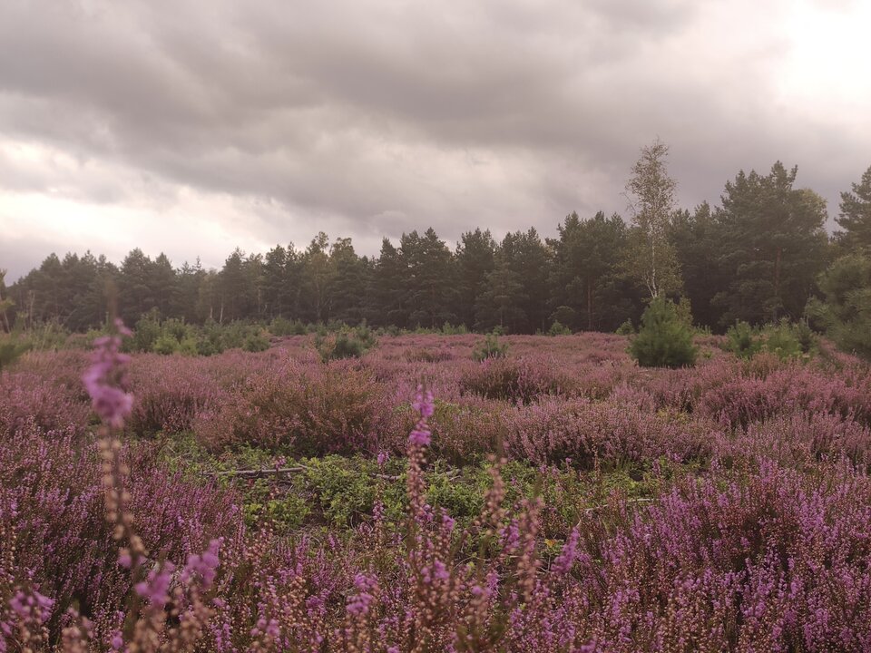 1000016310.jpg - ZBORKI