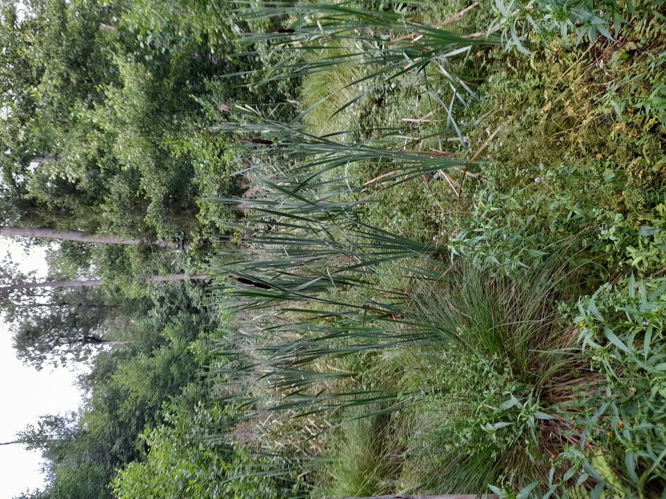 20240729_173957.jpg - Czarodzieje_alfa